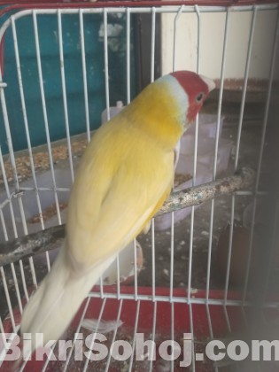 Running Yellow Gouldian Finch